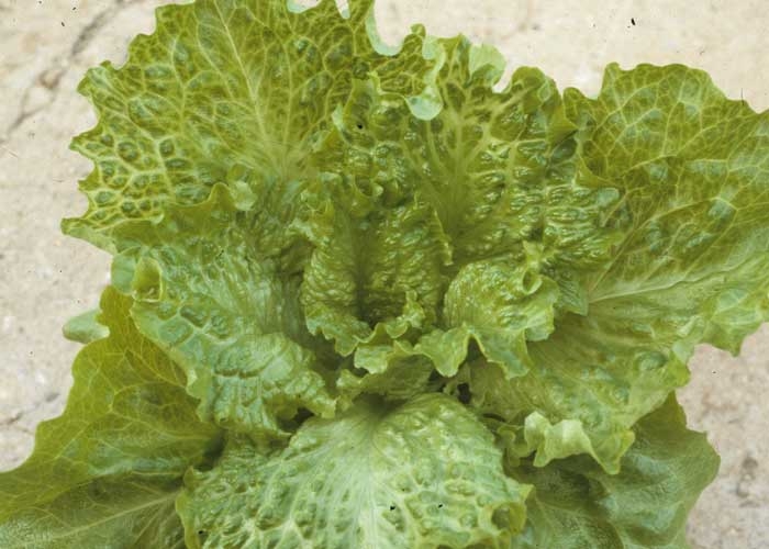 Several leaves of this salad show veins appearing wider than usual.  <b> <i> Mirafiori lettuce big-vein virus </i> </b>
 (MLBVV, lettuce fat vein virus)