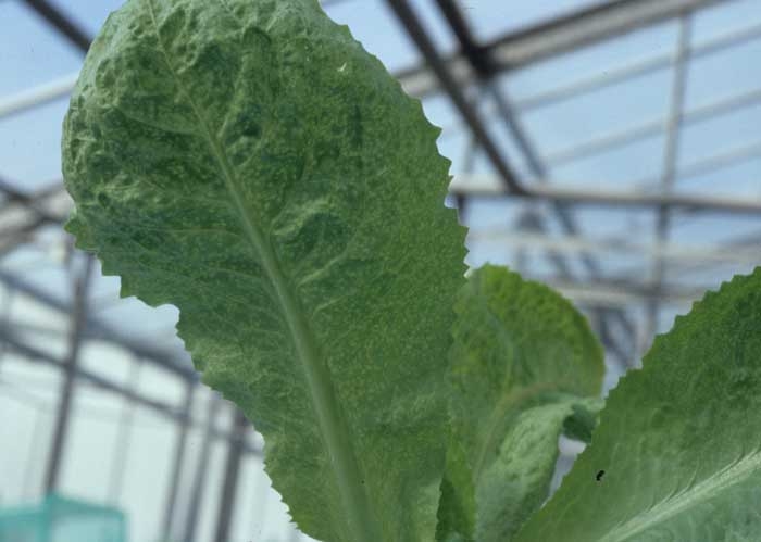 On this lettuce leaf, we can clearly see numerous necrotic spots by transparency.  <b> Chicory necrotic mosaic virus </b> (<i> Endive necrotic mosaic virus </i>, ENMV)