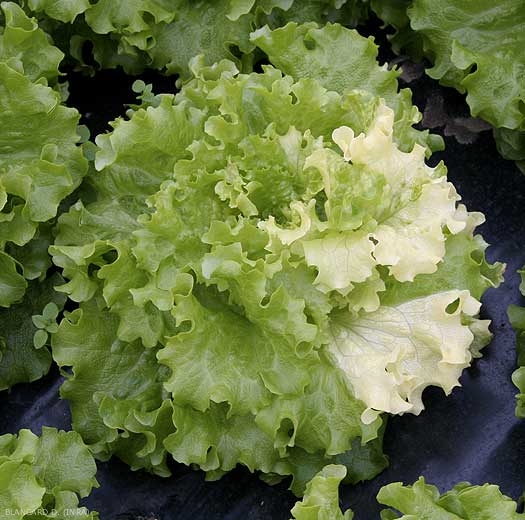 In other situations, almost all of the leaves may be affected.  <b> Genetic anomaly (Variegation) </b>