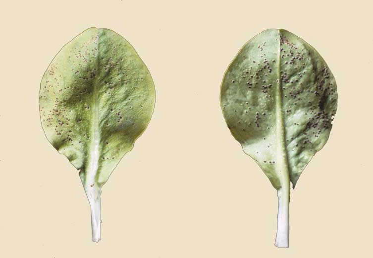On these salad cotyledons, we note that these spots are first chlorotic before the appearance of uredosors.  <b> <i> Puccinia </i> sp. </b>