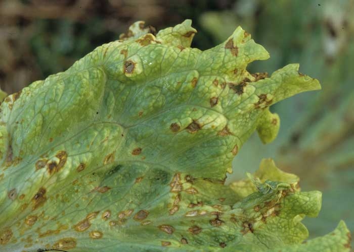 When conditions are wet, the spots take on a rusty brown tint.  <b> <i> Microdochium panattonianum </i> </b> (anthracnose, "shot-hole")