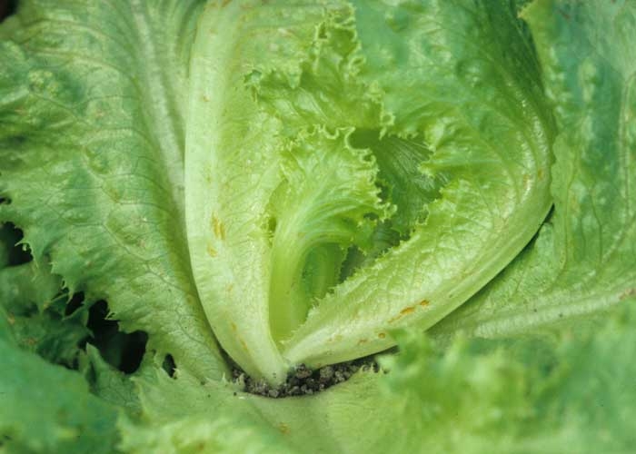 The areas of the leaf blade where thrips feed take on an orange tint and a metallic sheen.
 <b> Thrips damage </b>