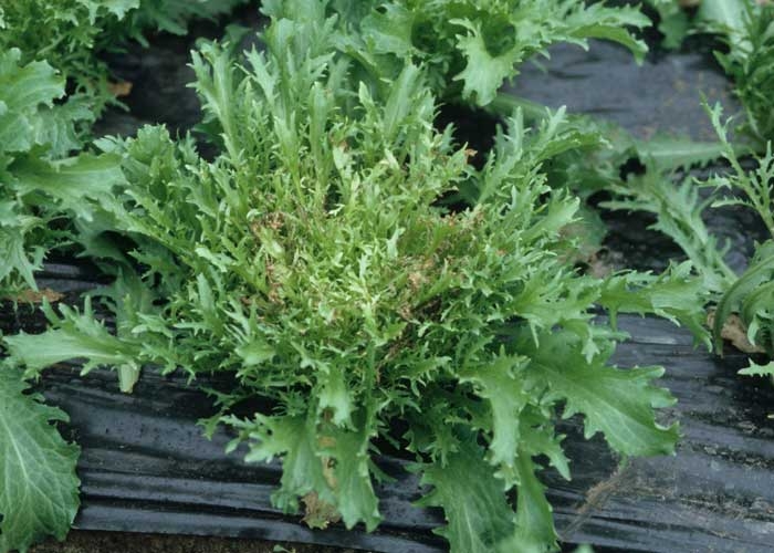 There are differences in sensitivity between types of salad.  Varieties with thin and very cut leaves are particularly susceptible.  <b> Marginal necrosis </b>