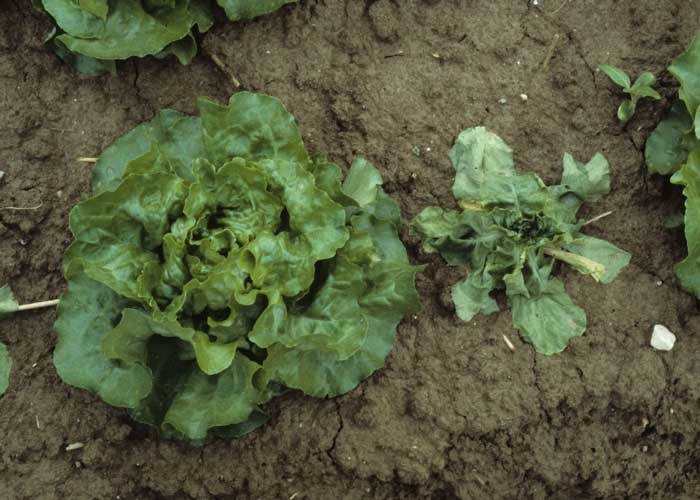 Salad dwarfism can also be observed
