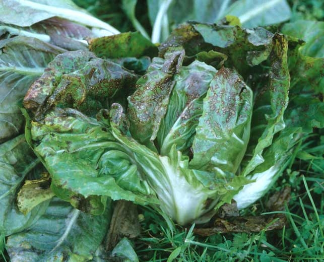 <b> <i> Alternaria cichorii </i> </b> is associated with brown leaf spots on lettuce, here more specifically on escarole.  (alternaniose, <i> Alternaria </i> leaf spot)