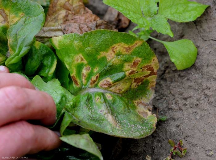 As the mildew develops, the spots gradually necrotize and take on a brownish tint.  <b> <i> Bremia lactucae </i> </b> (salad mildew, downy mildew)