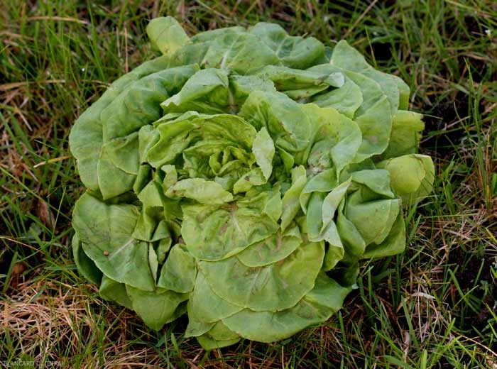 Many <b> aphids </b>  cover this salad plant.