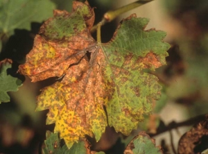 This type of symptom, called "mosaic mildew", caused by <b> <i> Plasmopara viticola </i> </b> on a vine leaf, is here at an advanced stage: the disparate spots join together and become necrotic.
