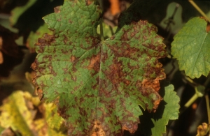 The "mosaic mildew" facies on a vine leaf is made up of small polygonal spots.  First chlorotic, they quickly become necrotic as is the case in this photo.
 <i> <b> Plasmopara viticola </b> </i>