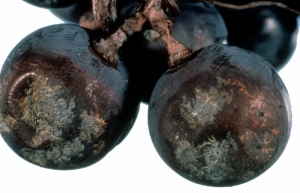 <b> <i> Phomopsis viticola </i> </b>: symptoms on berries
Excoriosis 
