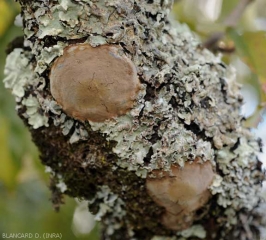 Fomitiporia_pommier2