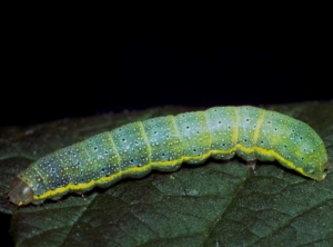 Noctuelles_koppert4