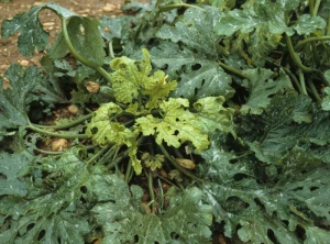 Yellowing and curling up of young, newly infected zucchini leaves.  <b> Cucumber mosaic virus </b> (<i> Cucumber mosaic virus </i>, CMV)
