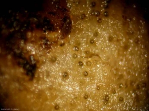 <i><b>Didymella bryoniae</b></i> 1