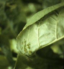 On the underneath side of this leaf, one can easily distinguish several leaf excrescences of cup shape. Alfalfa mosaic virus (AMV)
