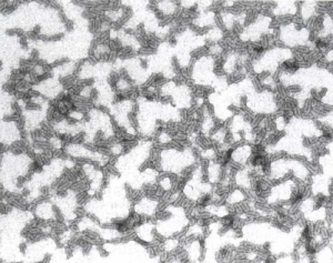 The viral particles of Alfalfa mosaic virus (AMV) are polyhedral and bacilliform, of 18 nm in diameter.

