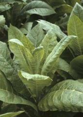 Many tobacco leaves show chlorotic spots, vein clearing and mottling.  Tobacco etch virus (TEV)

