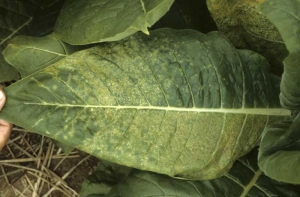 On this leaf one may observe small chlorotic interveinal necrosing spots; and also many small lesions of dot-shape or short lines of white to light beige colour (etches). Tobacco etch virus (TEV)

