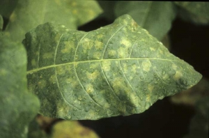 Yellow spots diffused on the upper side of the lamina. <b><i>Peronospora hyoscyami </i></b>f.sp. tabacina (tobacco blue mould, downy mildew)
