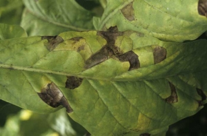 A Virginia tobacco leaf with more or less evolved spots; yellowish to light green at first, then become necrotic and turn brown to black, always located in between the veins. <i><b>Aphelenchoides ritzemabosi</i></b> (checkered leaf disease)
