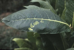 When suckercides are used some drops may fall on the lamina and cause well defined yellow spots. Chemical injuries
