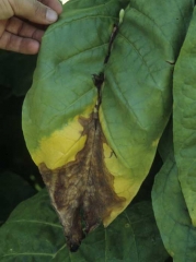 Browning and rotting of the tip and the midrib of a Virginia tobacco leaf. <b><i>Botrytis cinerea</i></b> (Botrytis leaf spot)
