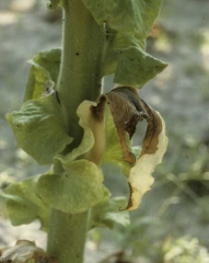  A large, wet, dark brown to black lesion on the leaf. <i><b>Pectobacterium</i> sp.</b> (<i>Erwinia</i> sp., barn rot)
