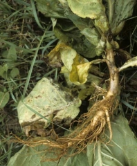 This young tobacco plant has many brown, superficially corky roots. <i><b>Rhizoctonia solani</i></b>
