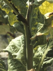 Sometimes a longitudinal, dark brown to black streak can be observed on the chlorotic stem tissues. <b><i>Ralstonia solanacearum</i></b> (bacterial wilt).
