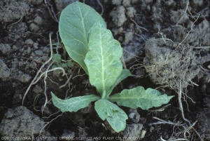  The new leaves of this young plant are narrower, distorted and crinkled. 
Chemical injury