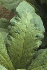 The lamina of this leaf is of darker green colour along the veins (vein banding). Tobacco mosaic virus (TMV)
