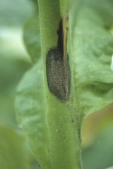 A dark brown canker covered by grey mould starting from the stem of a tobacco plant. <b><i>Botrytis cinerea</i></b>
