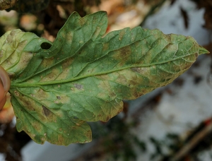 En retournant le limbe on peut observer un duvet sporifère noire plus ou moins dense à l'emplacement de chaque tache.
Pseudocercospora fuligena (cercosporiose)