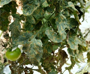 De nombreuses taches d'un jaune plus ou moins marqué sont bien visibles sur les folioles des feuilles basses de ce pied de tomate.
<iPseudocercospora fuligena</i> (cercosporiose)