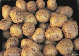 Silver grey lesions caused by silver scurf <i><b>Helminthosporium solani</i></b>
