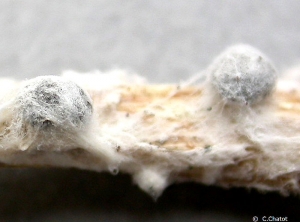 Sclerotia visible inside an infected stem.<i><b>Sclerotinia</i>spp.</b> (white mould disease)