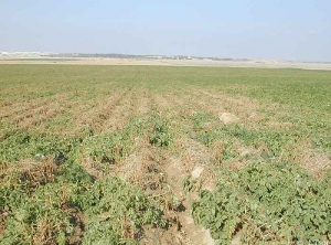 Verticillium wilt, wilting and senescence, occurring in scattered diseased patches. <i><b>Verticillium </i>sp.</b>
