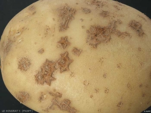 Superficial polygonal corky lesions (or spots)
<i><b>Streptomyces</i> spp.</b>