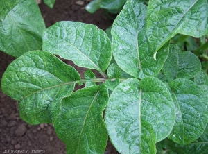 Non-deforming mosaic symptom on potato leaves caused by a secondary infection of <i><b>Potato Virus X</i></b> (PVX)
