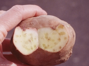 After cutting the tuber across the galls, translucent spots inside the flesh indicating the presence of <i><b>Meloidogyne</i> spp.</b> females with their egg-masses