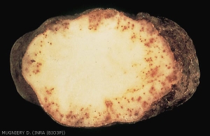 Tuber flesh symptoms developing into necrotic lesions, with bright brown to reddish colouration (<i><b>Meloidogyne chitwoodi</i></b>)