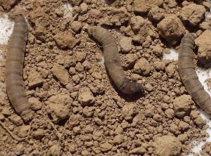 Larvae of leatherjacket. <b><i>Tipula</i> spp.</b>