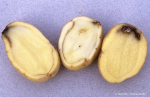 Necrosis at the heel-end and browning of the vascular ring due to haulm destruction in very hot weather on dehydrated plants