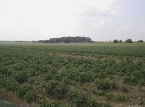 Areas of heterogeneous emergence and missing plants, due to seed potatoes that have become wet in a hopper left out in the rain
