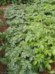 Discolouration of the foliage on the potato plants in the right. <b>Nitrogen deficiency</b>