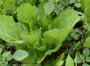 Numerous Leptophysa flea beetles on Chinese cabbage foliage