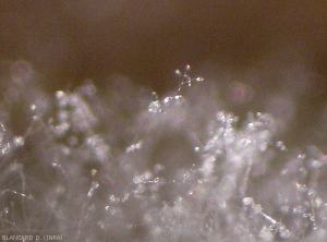 Binocular detail of sporulation of <i>Phytophthora infestans</i> on affected tissues.  (mildew)