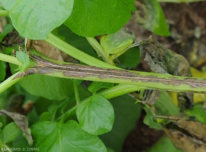 Brown to black canker lesion on the petiole of a potato leaf.  <b><i>Phytophthora infestans</i></b> (downy mildew)