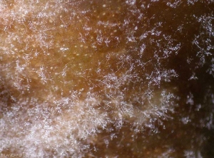 Binocular appearance of sporulation of <b><i>Phytophthora infestans</i></b> on affected tissues.  (mildew)