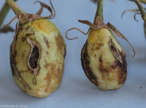 Several dry necrotic changes and corky cracks are clearly visible on these still green fruits.
(<b><i>Tomato spotted wilt virus</i></b>, TSWV).
